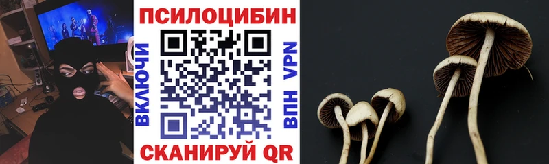 Псилоцибиновые грибы Psilocybe  Купить где  Щигры 
